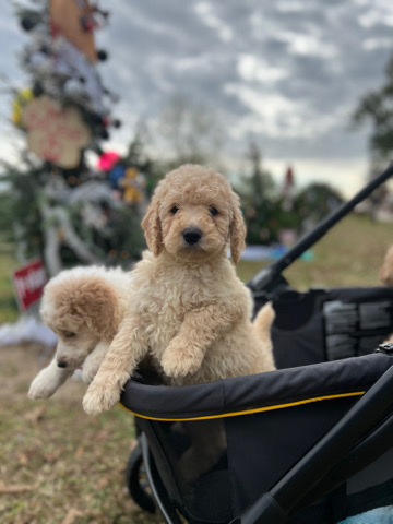 golden doodle puppies & parents