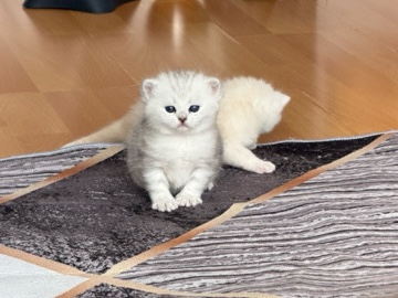 British Shorthair – Süße Babykatzen suchen ein liebevolles Zuhause 🐱❤️ – Immendingen