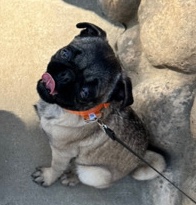 Pug – Rehoming Pug