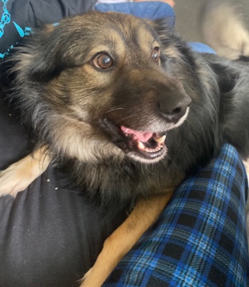 Keeshond – 3 1/2 year Old Keeshond