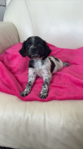 English Cocker Spaniel – cocker spaniel puppy’s