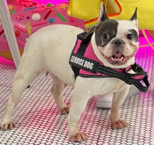 French Bulldog – 3 year old French bulldog girl 2 litters for rehoming