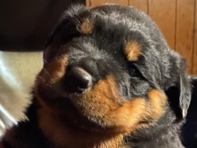Rottweiler – rottie pup – Richmond