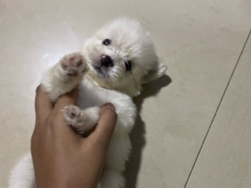 Shih Tzu – puppies of shih tzu + pomerian – Thane