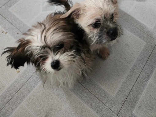 Lhasa Apso – lhasa apso – Grand Rapids