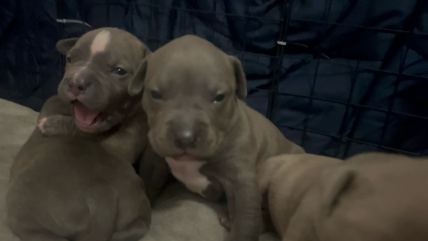 American Staffordshire Terrier – 100% American Staffordshire Terrier