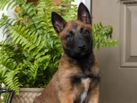 Belgian Shepherd Dog (Malinois) – Belgian malinois – Downingtown