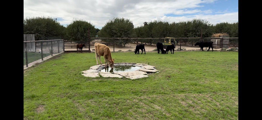 Any – Heifers and Bulls