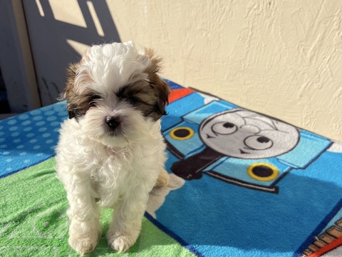 Shih Tzu – Adorable shitzu puppies – San Jose