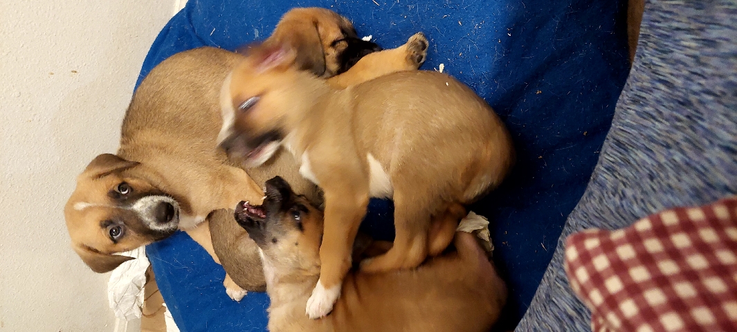 Adopt English Mastiff puppies adoption in your area