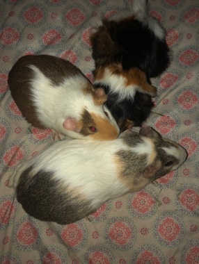 guinea pig – 3 female Guinea pigs and $50 for all