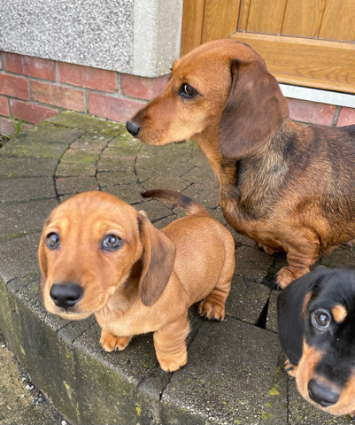 Dachshund – puppy for sale