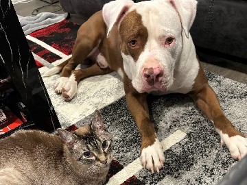 American Pit Bull Terrier – Pit Bull Rednose/Tri – Forney