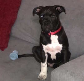 Dogo Argentino – zeus black and white Pitbull very friendly