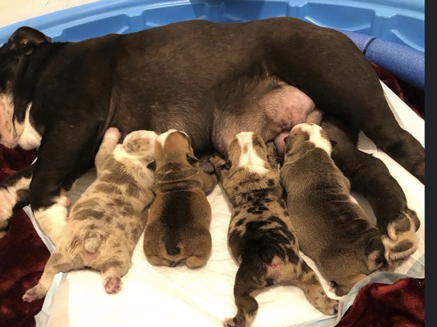 Olde English Bulldogge – 🐶 English Bulldog Puppy for Adoption – 12 Weeks Old (Male) 🐶 – Milwaukee