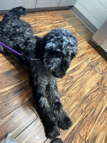 Goldendoodle purebred