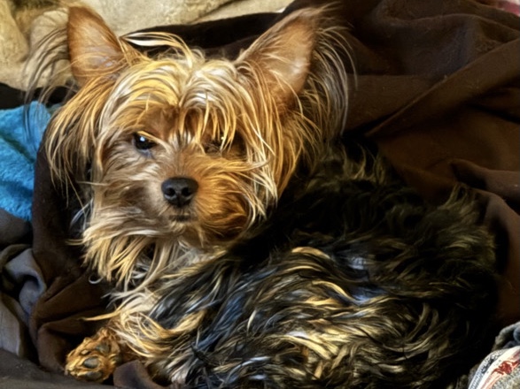 Yorkshire Terrier – (Marley) Adult Male Yorkie – North Bergen