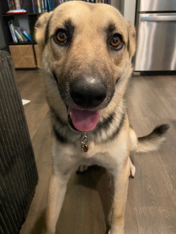 German Shepherd – Needing to rehome sweet German shepherd mix