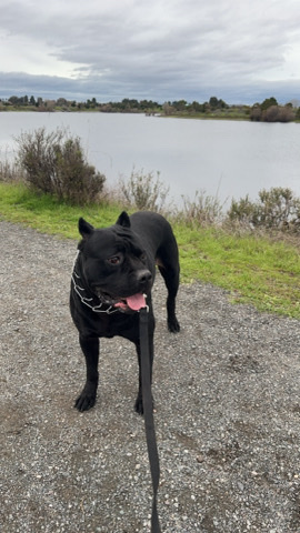 Cane Corso – cane corso