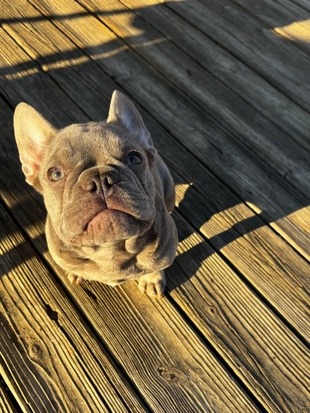 French Bulldog – Harry