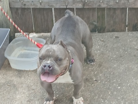 Bulldog – Female Micro Bully – Houston