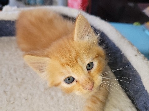 beautiful Male Tabby kitten – Yuba City