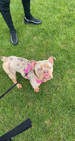 female English bulldog