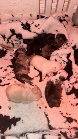 Pug – Rare Pug Puppies