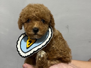 Poodle – Adorable 2-Month-Old Poodle Puppy for Sale in Abu Dhabi – Abu Dhabi
