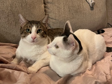 Rehoming my two boys – Hurst