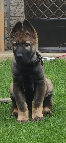 Old German Shepherd Dog – german shepherd