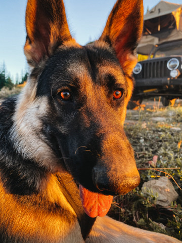 German Shepherd – 4 year old german shepherd