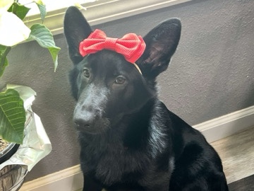 German Shepherd – Female German Sheperd – West Plains