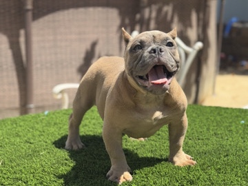 exotic bully – Lake Elsinore