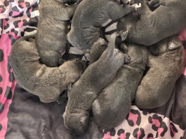 Cane Corso pups