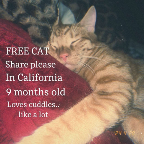 FREE kitten in CALIFORNIA!! (not a scam I promise)