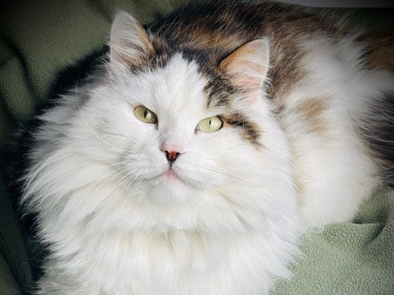 Siberian – Male Siberian Cat – Farmington