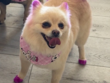 Pomeranian – Pomeranian Female