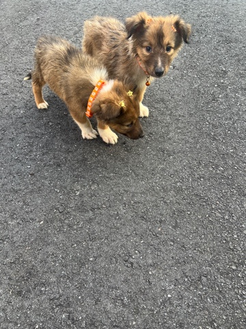 Rough Collie – collie puppies