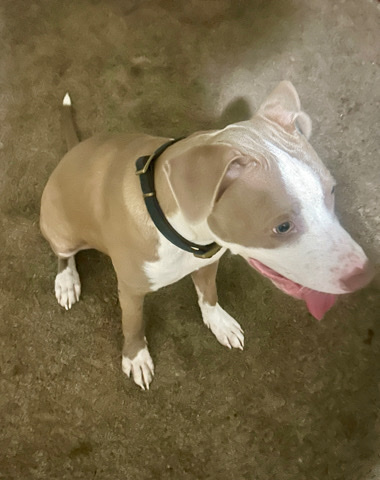 American Pit Bull Terrier – pure bread loving Blue Nose Pitbull needs home