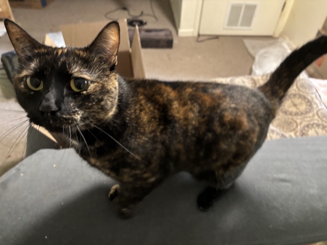 Adult Female Cat; looking for new home – Batesville