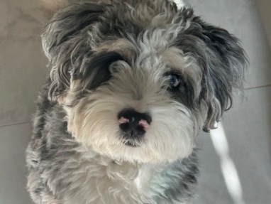 mini female bernedoodle β New York