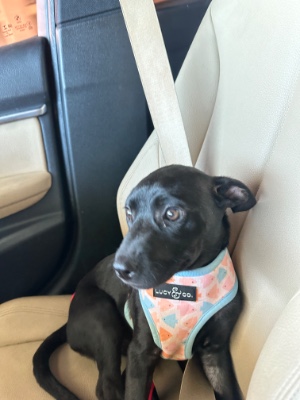 Labrador Retriever – Labrador Pitbull Retriever Mix – New York