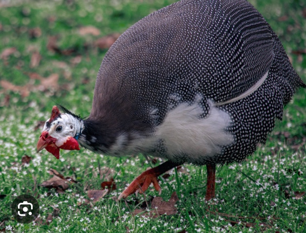 genie hens