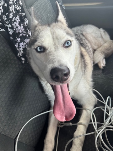 Siberian Husky – husky