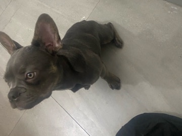 French Bulldog – Blue Brindle French Bulldog – Davie