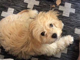 Cavachon - 5 Months