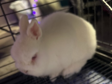 cute bunny rabbit – Orangevale