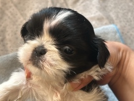 Shih Tzu – Dog for sell – Ghaziabad