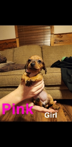 Dachshund – Miniature Dashchunds